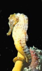 Sea Hourse; St. Croix; Housed Nikon F, 55mm Auto Micro Ni... by Rick Tegeler 